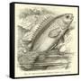 The So-Called Climbing Perch, Anabas Scandens-null-Framed Stretched Canvas