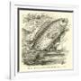 The So-Called Climbing Perch, Anabas Scandens-null-Framed Giclee Print