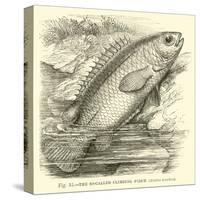 The So-Called Climbing Perch, Anabas Scandens-null-Stretched Canvas