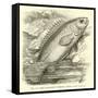 The So-Called Climbing Perch, Anabas Scandens-null-Framed Stretched Canvas