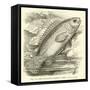 The So-Called Climbing Perch, Anabas Scandens-null-Framed Stretched Canvas