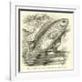 The So-Called Climbing Perch, Anabas Scandens-null-Framed Giclee Print