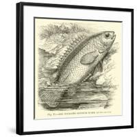 The So-Called Climbing Perch, Anabas Scandens-null-Framed Giclee Print