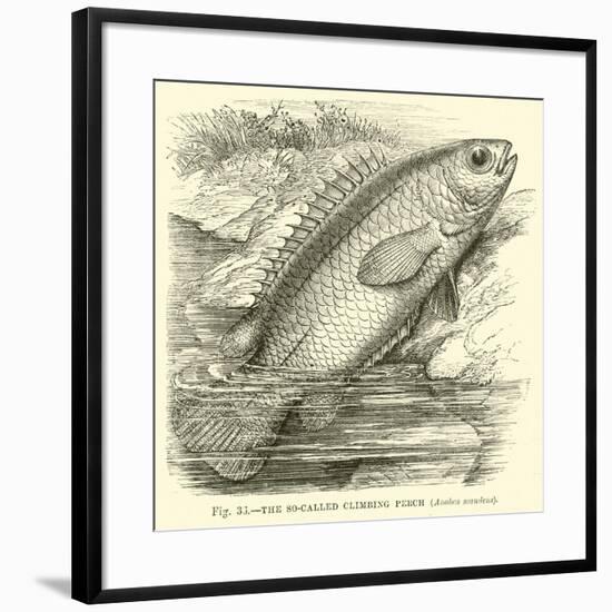 The So-Called Climbing Perch, Anabas Scandens-null-Framed Giclee Print