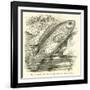 The So-Called Climbing Perch, Anabas Scandens-null-Framed Giclee Print