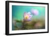 The softest spring ll-Heidi Westum-Framed Photographic Print