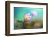 The softest spring ll-Heidi Westum-Framed Photographic Print