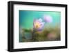 The softest spring ll-Heidi Westum-Framed Photographic Print