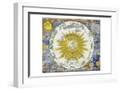 White Frame