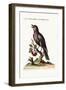 The Solitary Sparrow, 1749-73-George Edwards-Framed Giclee Print