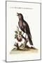 The Solitary Sparrow, 1749-73-George Edwards-Mounted Giclee Print