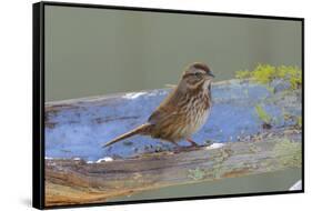 The song sparrow is a medium-sized American sparrow.-Richard Wright-Framed Stretched Canvas