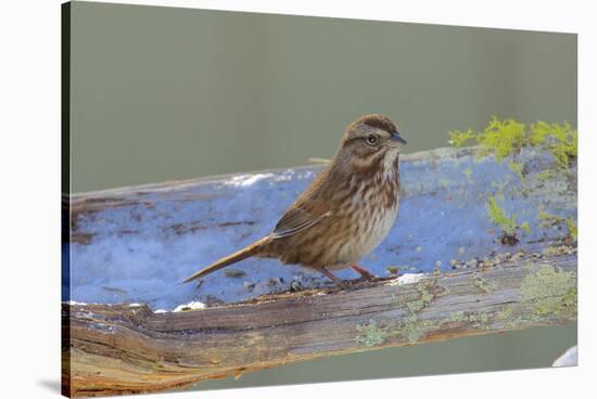 The song sparrow is a medium-sized American sparrow.-Richard Wright-Stretched Canvas