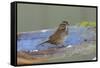 The song sparrow is a medium-sized American sparrow.-Richard Wright-Framed Stretched Canvas