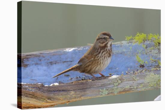 The song sparrow is a medium-sized American sparrow.-Richard Wright-Stretched Canvas