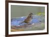 The song sparrow is a medium-sized American sparrow.-Richard Wright-Framed Photographic Print