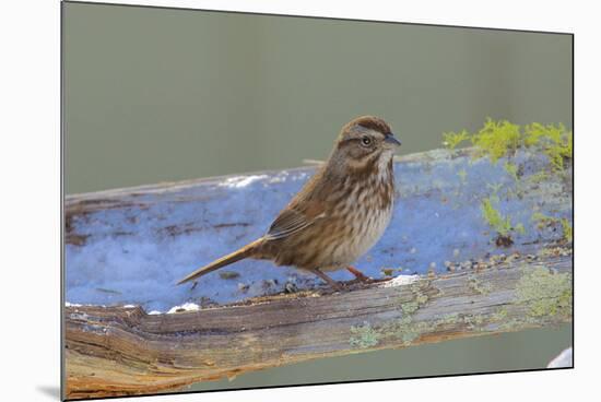 The song sparrow is a medium-sized American sparrow.-Richard Wright-Mounted Photographic Print