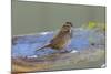 The song sparrow is a medium-sized American sparrow.-Richard Wright-Mounted Photographic Print