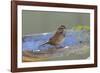 The song sparrow is a medium-sized American sparrow.-Richard Wright-Framed Photographic Print