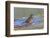 The song sparrow is a medium-sized American sparrow.-Richard Wright-Framed Photographic Print