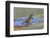 The song sparrow is a medium-sized American sparrow.-Richard Wright-Framed Photographic Print