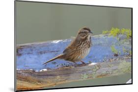 The song sparrow is a medium-sized American sparrow.-Richard Wright-Mounted Photographic Print