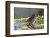 The song sparrow is a medium-sized American sparrow.-Richard Wright-Framed Photographic Print