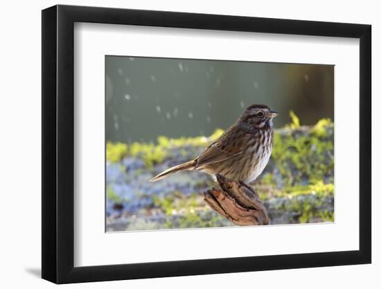 The song sparrow is a medium-sized American sparrow.-Richard Wright-Framed Photographic Print