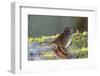 The song sparrow is a medium-sized American sparrow.-Richard Wright-Framed Photographic Print