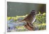 The song sparrow is a medium-sized American sparrow.-Richard Wright-Framed Photographic Print