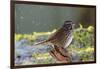 The song sparrow is a medium-sized American sparrow.-Richard Wright-Framed Photographic Print