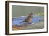 The song sparrow is a medium-sized American sparrow.-Richard Wright-Framed Photographic Print