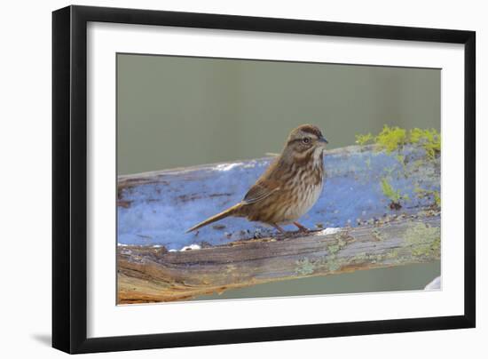 The song sparrow is a medium-sized American sparrow.-Richard Wright-Framed Photographic Print