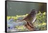 The song sparrow is a medium-sized American sparrow.-Richard Wright-Framed Stretched Canvas