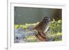 The song sparrow is a medium-sized American sparrow.-Richard Wright-Framed Photographic Print