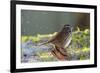 The song sparrow is a medium-sized American sparrow.-Richard Wright-Framed Photographic Print