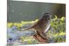 The song sparrow is a medium-sized American sparrow.-Richard Wright-Mounted Photographic Print