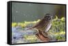 The song sparrow is a medium-sized American sparrow.-Richard Wright-Framed Stretched Canvas