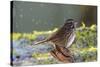The song sparrow is a medium-sized American sparrow.-Richard Wright-Stretched Canvas