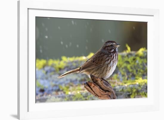 The song sparrow is a medium-sized American sparrow.-Richard Wright-Framed Photographic Print