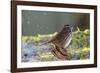 The song sparrow is a medium-sized American sparrow.-Richard Wright-Framed Photographic Print