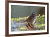 The song sparrow is a medium-sized American sparrow.-Richard Wright-Framed Photographic Print