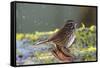 The song sparrow is a medium-sized American sparrow.-Richard Wright-Framed Stretched Canvas