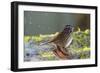 The song sparrow is a medium-sized American sparrow.-Richard Wright-Framed Photographic Print