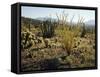 The Sonoran Desert at Sunrise-James Randklev-Framed Stretched Canvas