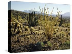 The Sonoran Desert at Sunrise-James Randklev-Stretched Canvas