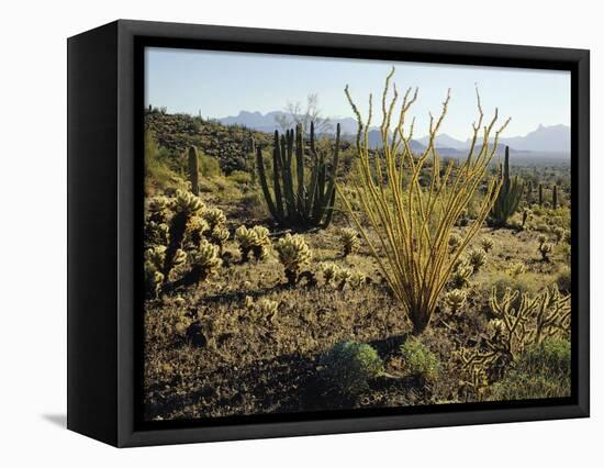The Sonoran Desert at Sunrise-James Randklev-Framed Stretched Canvas