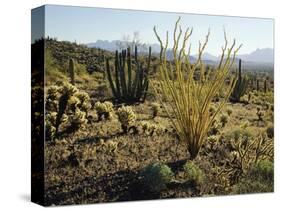 The Sonoran Desert at Sunrise-James Randklev-Stretched Canvas