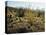 The Sonoran Desert at Sunrise-James Randklev-Stretched Canvas
