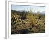 The Sonoran Desert at Sunrise-James Randklev-Framed Photographic Print